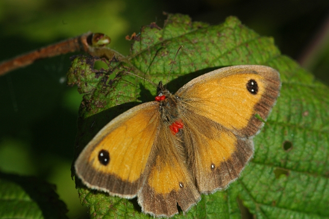 gatekeeper butterfly, gatekeep-2.jpg - GATEKEEPER (WITH RED MITES) - NOAR HILL, SELBOURNE,  HANTS - 11.8.07